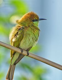 Low angle view of bird perching on tree against sky