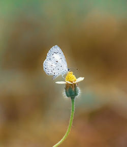 Close-up of butterfly pollinating flower