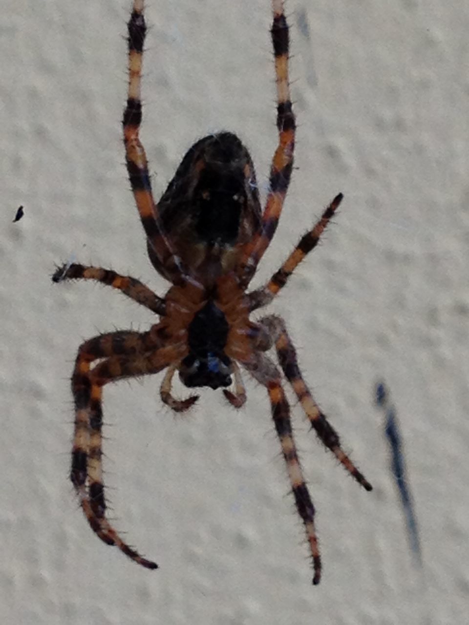 animal themes, animals in the wild, wildlife, insect, spider, one animal, close-up, nature, indoors, no people, selective focus, full length, focus on foreground, day, zoology, high angle view, dead animal, spider web