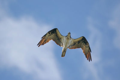 Low angle view of osprey flying against blue sky