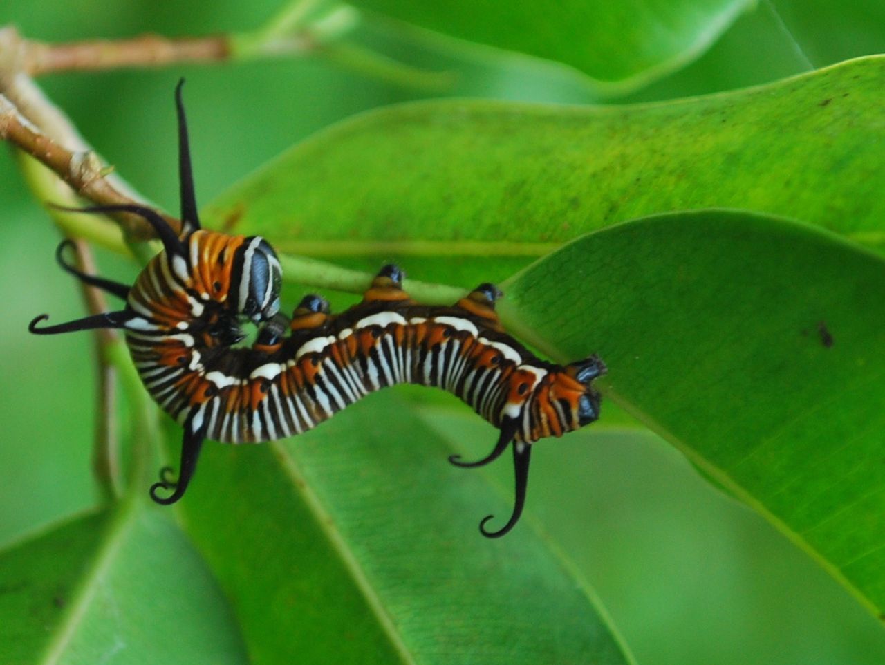 Camouflaged caterpillar