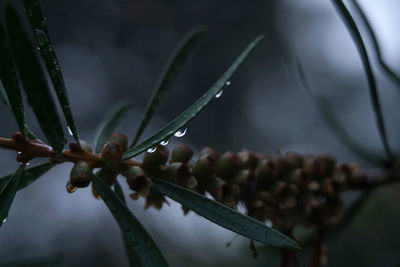 Close-up of berries growing on plant