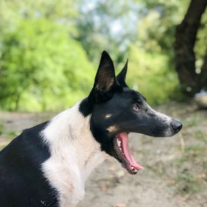 Close-up of a dog looking away