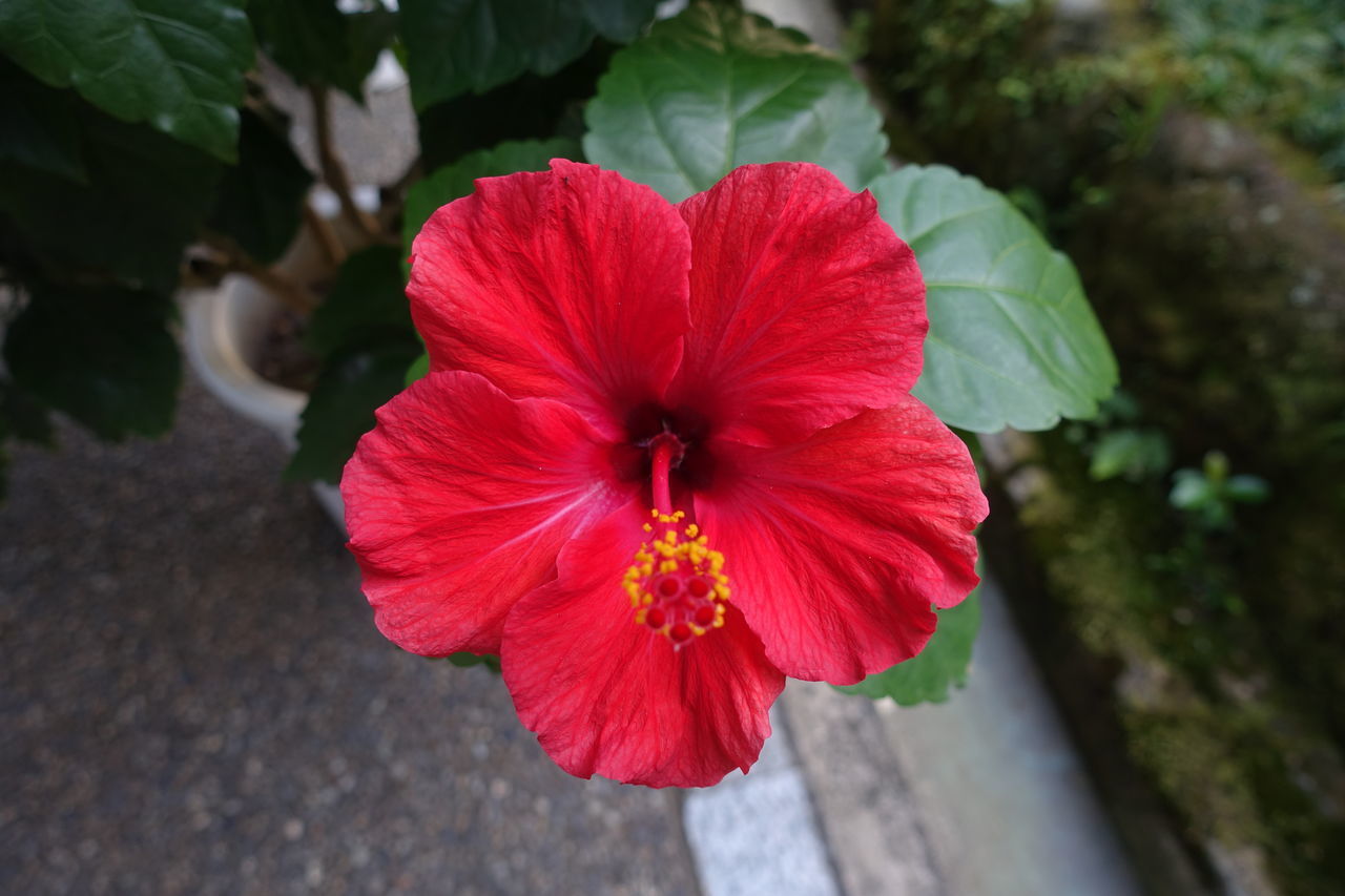 CLOSE-UP OF RED HIBISCUS AGAINST BLURRED BACKGROUND