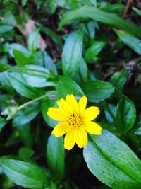 Close-up of yellow flower blooming outdoors