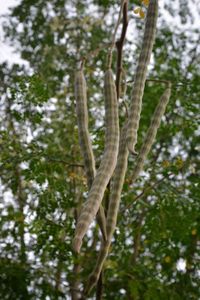 Low angle view of tree branches