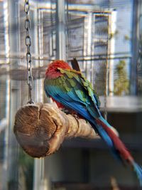 Close-up of parrot perching in cage