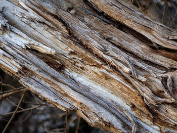 Full frame shot of tree trunk