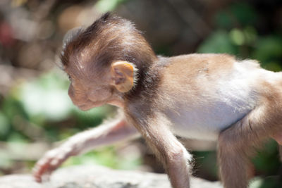 Close-up of monkey