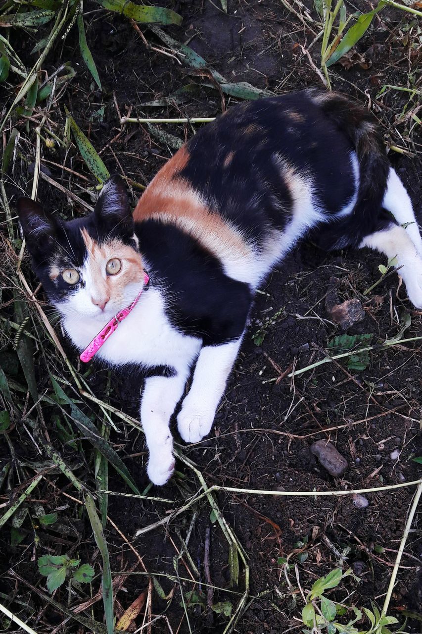 animal themes, domestic animals, one animal, mammal, pets, domestic cat, high angle view, feline, outdoors, day, field, no people, grass, portrait