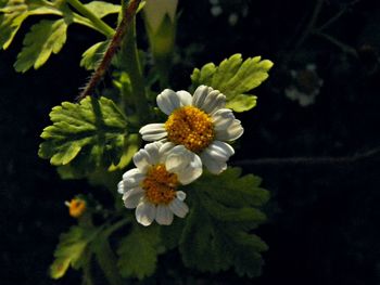 Close-up of flower blooming in spring