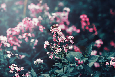 Close-up of pink flowers outdoors