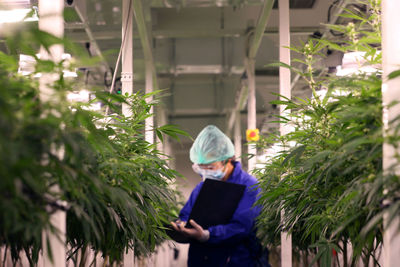 Botanist examining plants in greenhouse