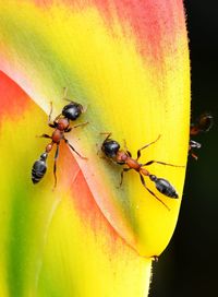 Close-up of ant on yellow flower