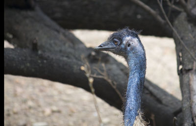 Close-up of bird