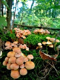 Close-up of mushrooms growing on tree in forest