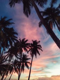 Low angle view of palm trees against sky during sunset