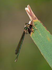 Close-up of grasshopper