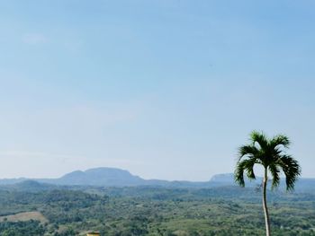 Scenic view of palm trees against clear sky