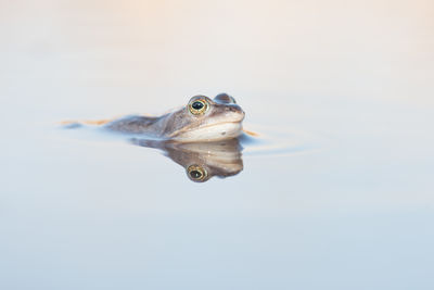 Lizard in water