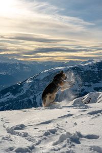 View of horse on snow covered landscape