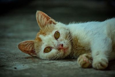 Close-up portrait of a cat