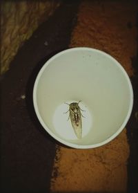 Close-up of food on table