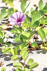 Close-up of purple flowers