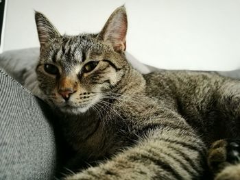 Close-up portrait of cat sitting