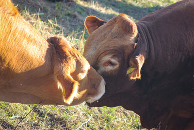 Cows in a field