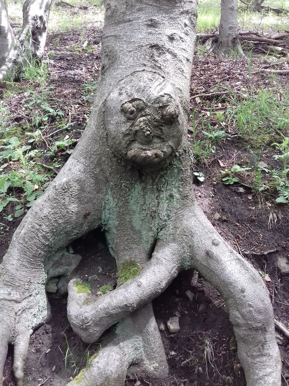 CLOSE-UP OF OLD STATUE AGAINST TREE TRUNK