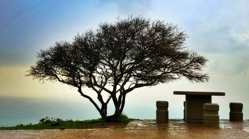 Bare trees on landscape