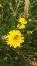 Close-up of yellow flowers blooming on field