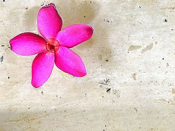 Close-up of pink flower