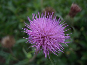 Close-up of pink flowers