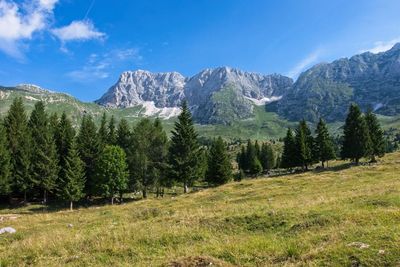 Scenic view of pine trees and mountains against sky