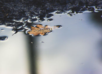 High angle view of frog on wet lake