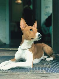 Portrait of a dog looking away