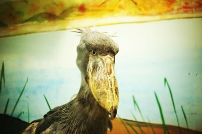 Close-up of eagle against blurred background