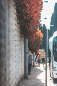 Street amidst trees in city