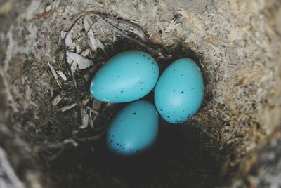 High angle view of blue eggs