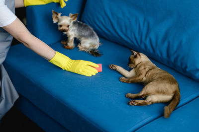 Woman in a apron and gloves cleans a sofa from dog hair. cleaning of the apartment. life with pets.