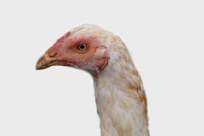 Close up view of farmed chicken in white background hd