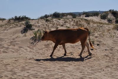 Side view of couw on sand