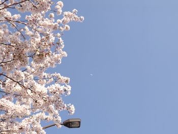 Low angle view of blooming tree against clear blue sky