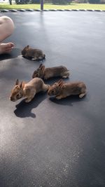 Low section of person sitting by rabbits on trampoline