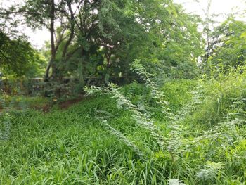 Scenic view of trees growing on field