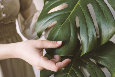 Close-up of hand holding leaf