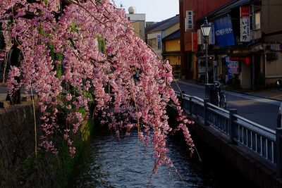 Pink cherry blossom by canal in city