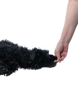 Close-up of hand holding dog over white background